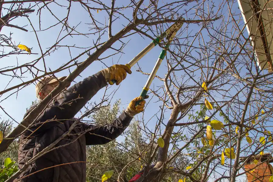 Common Mistakes To Avoid When Trimming Your Trees Leavenworth, KS Common Mistakes To Avoid When Trimming Your Trees Leavenworth, KS