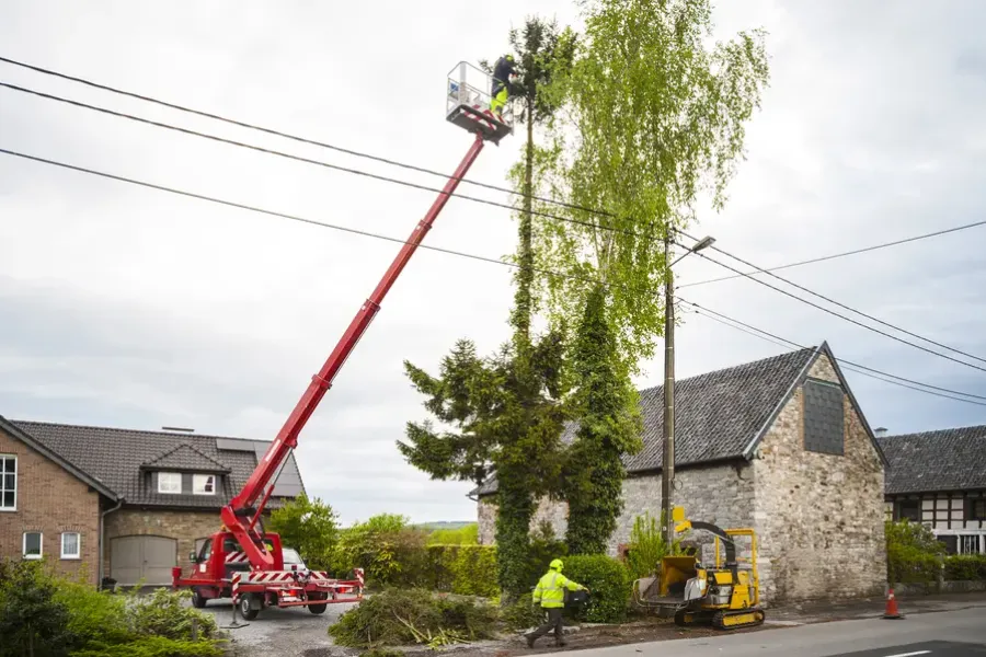 Common Mistakes To Avoid When Trimming Your Trees in Leavenworth, KS Common Mistakes To Avoid When Trimming Your Trees in Leavenworth, KS