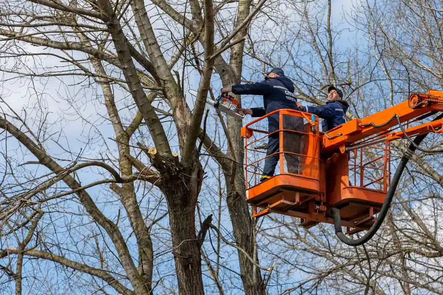 Excellent Tree Removal Service Leavenworth, KS Excellent Tree Removal Service Leavenworth, KS