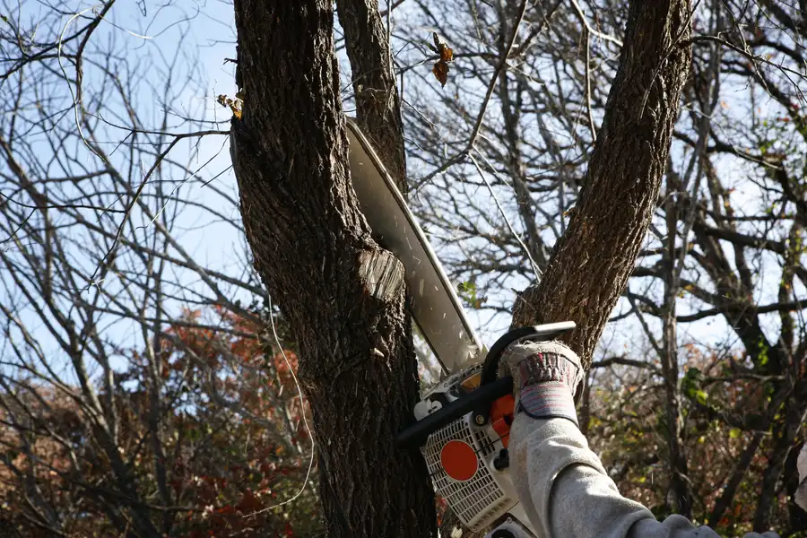 How Tree Removal Can Improve Sunlight And Airflow Access Leavenworth, KS How Tree Removal Can Improve Sunlight And Airflow Access Leavenworth, KS
