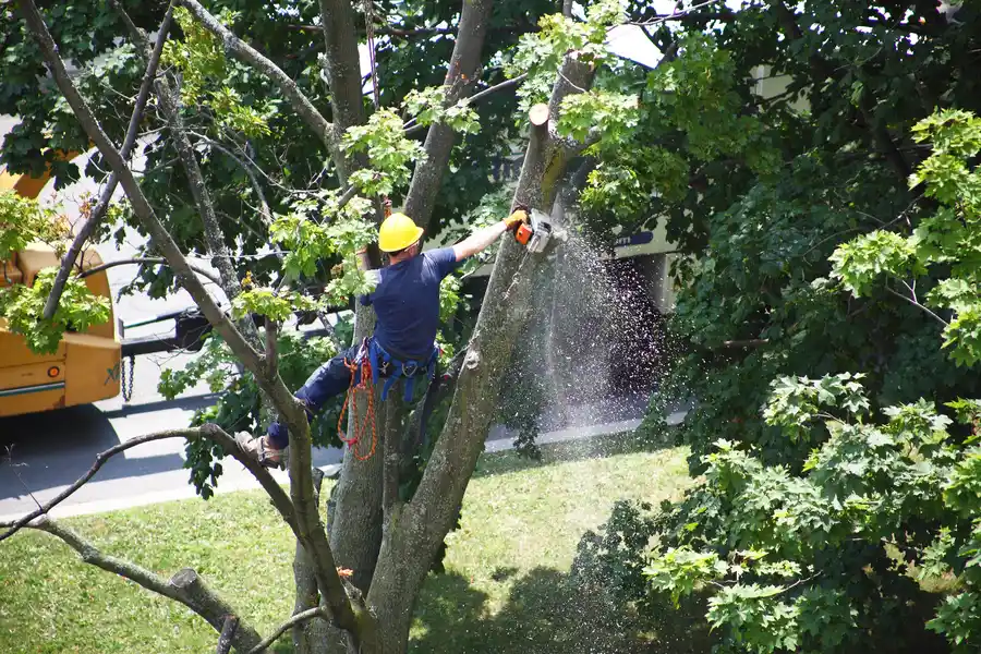How Tree Removal Can Improve Sunlight And Airflow Access in Leavenworth, KS How Tree Removal Can Improve Sunlight And Airflow Access in Leavenworth, KS