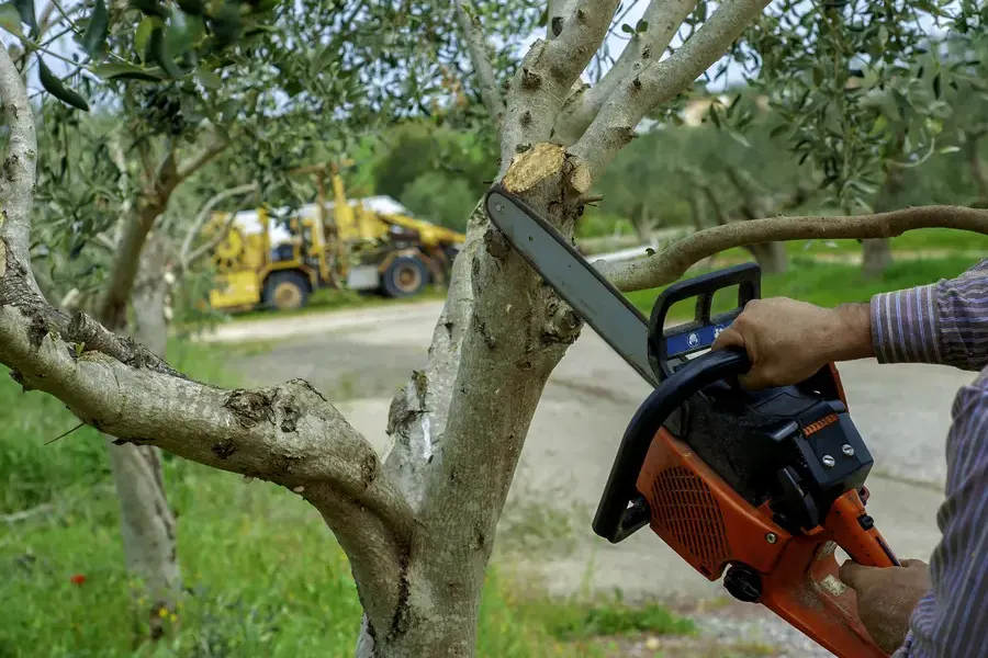 How Tree Trimming Service Enhances Yard Aesthetics Leavenworth, KS How Tree Trimming Service Enhances Yard Aesthetics Leavenworth, KS