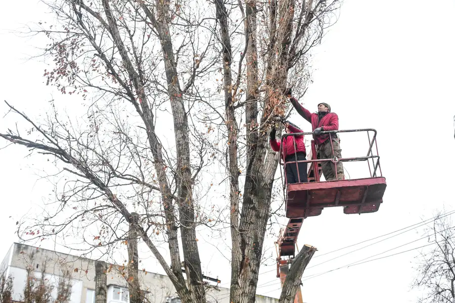 How Tree Trimming Service Enhances Yard Aesthetics in Leavenworth, KS How Tree Trimming Service Enhances Yard Aesthetics in Leavenworth, KS