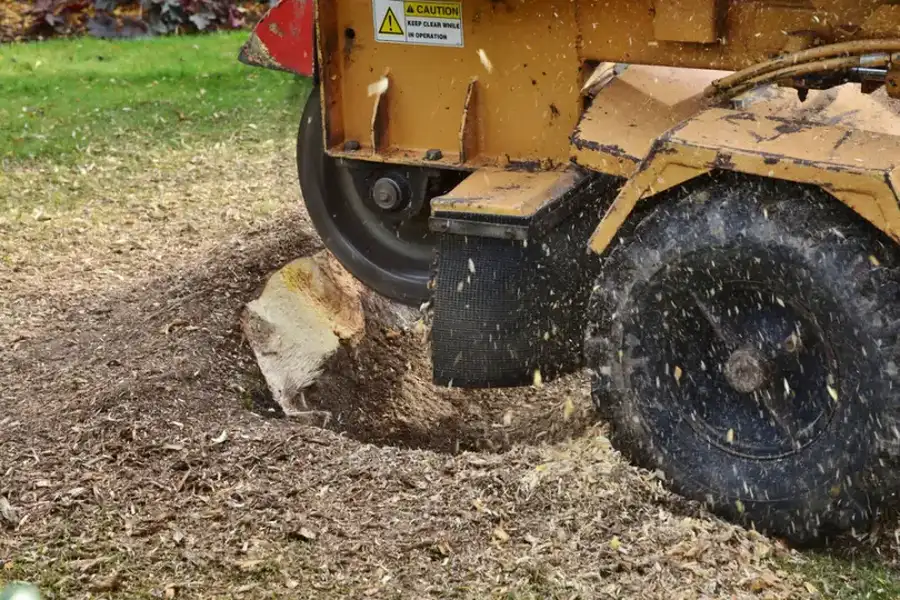 Is Tree Stump Grinding Necessary After Tree Removal in Leavenworth, KS Is Tree Stump Grinding Necessary After Tree Removal in Leavenworth, KS