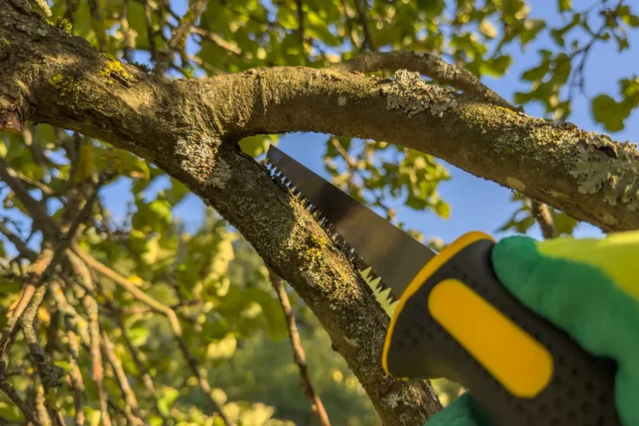 Local Tree Trimming Service Leavenworth, KS Local Tree Trimming Service Leavenworth, KS