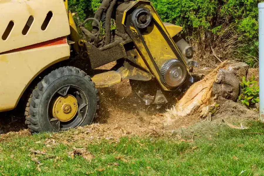 The Tree Stump Grinding Process Explained For Homeowners Leavenworth, KS The Tree Stump Grinding Process Explained For Homeowners Leavenworth, KS