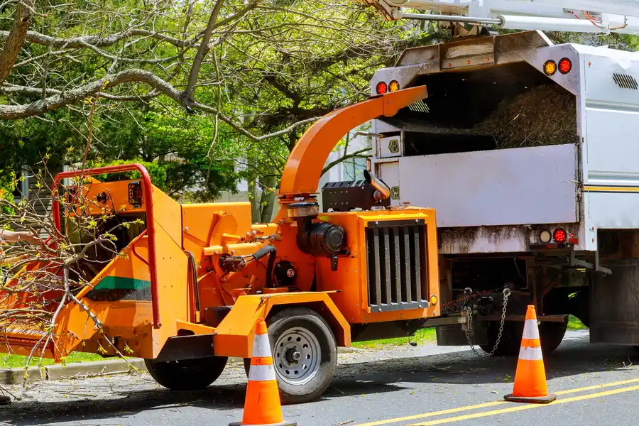 Understanding When Tree Removal Service Is Necessary Leavenworth, KS Understanding When Tree Removal Service Is Necessary Leavenworth, KS