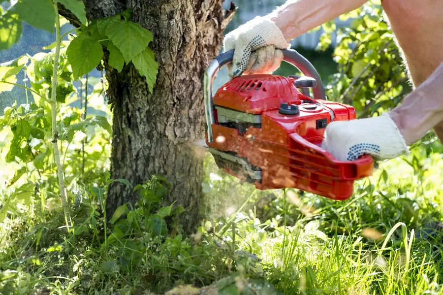 Understanding When Tree Removal Service Is Necessary in Leavenworth, KS Understanding When Tree Removal Service Is Necessary in Leavenworth, KS