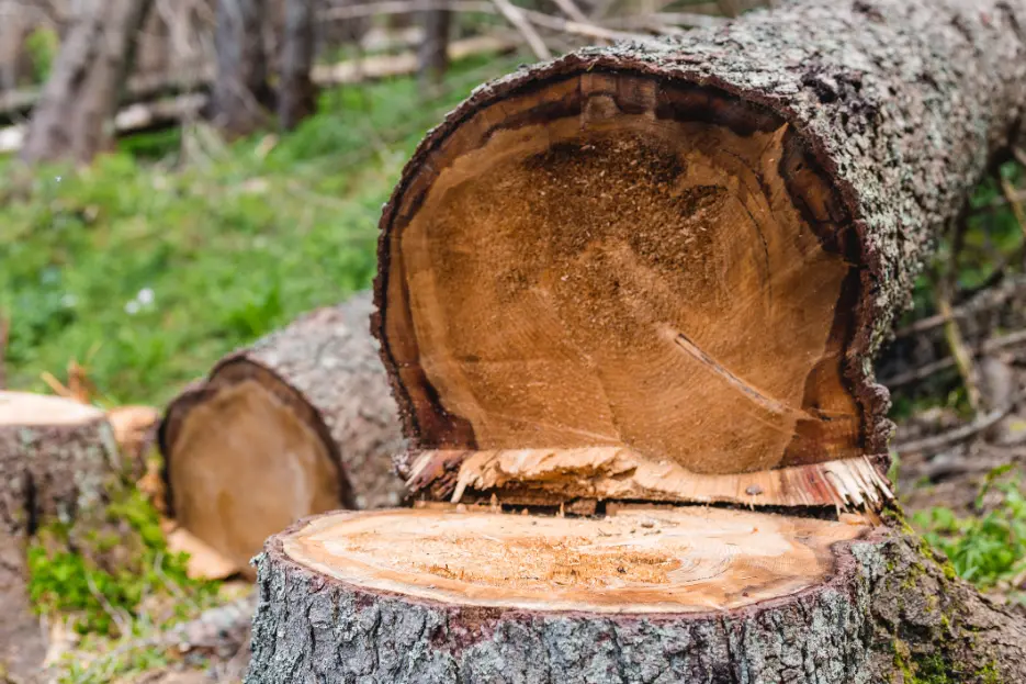 The Difference Between Tree Trimming and Cutting in Leavenworth, KS The Difference Between Tree Trimming and Cutting in Leavenworth, KS